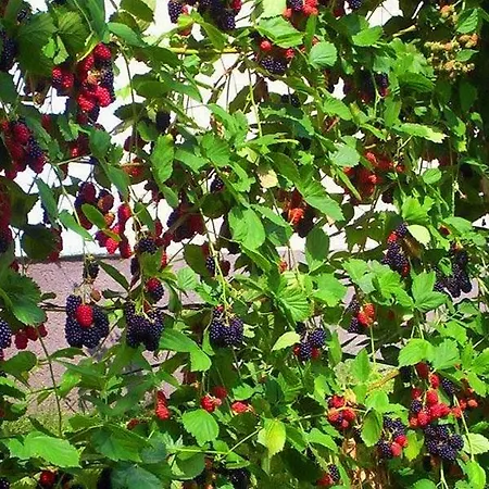 Budai Panzió