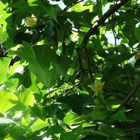 Budai Panzio Секешфехервар