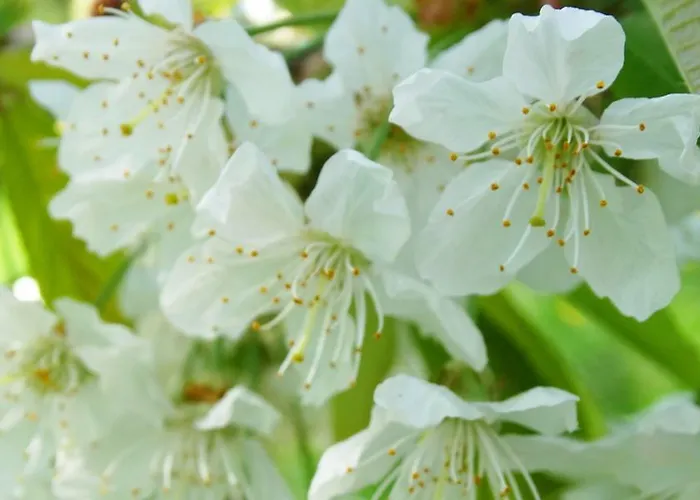 فندق مبيت وإفطار Budai Panzio Székesfehérvár