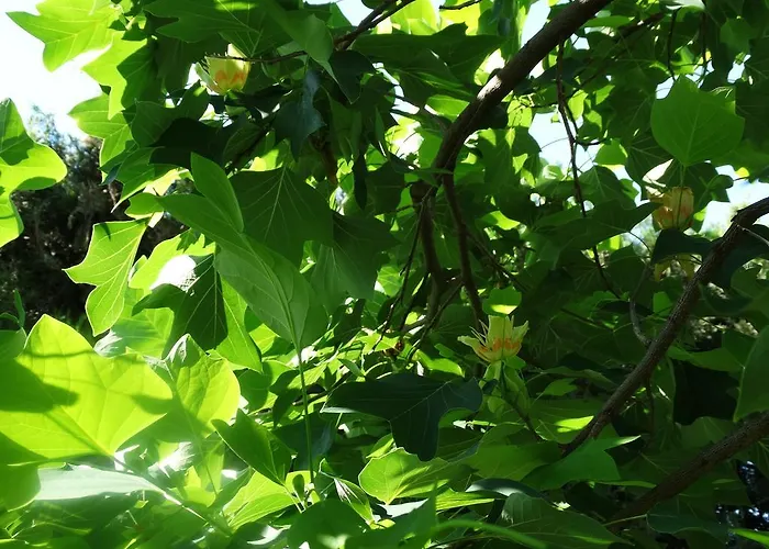 Budai Panzio İstolni Belgrad